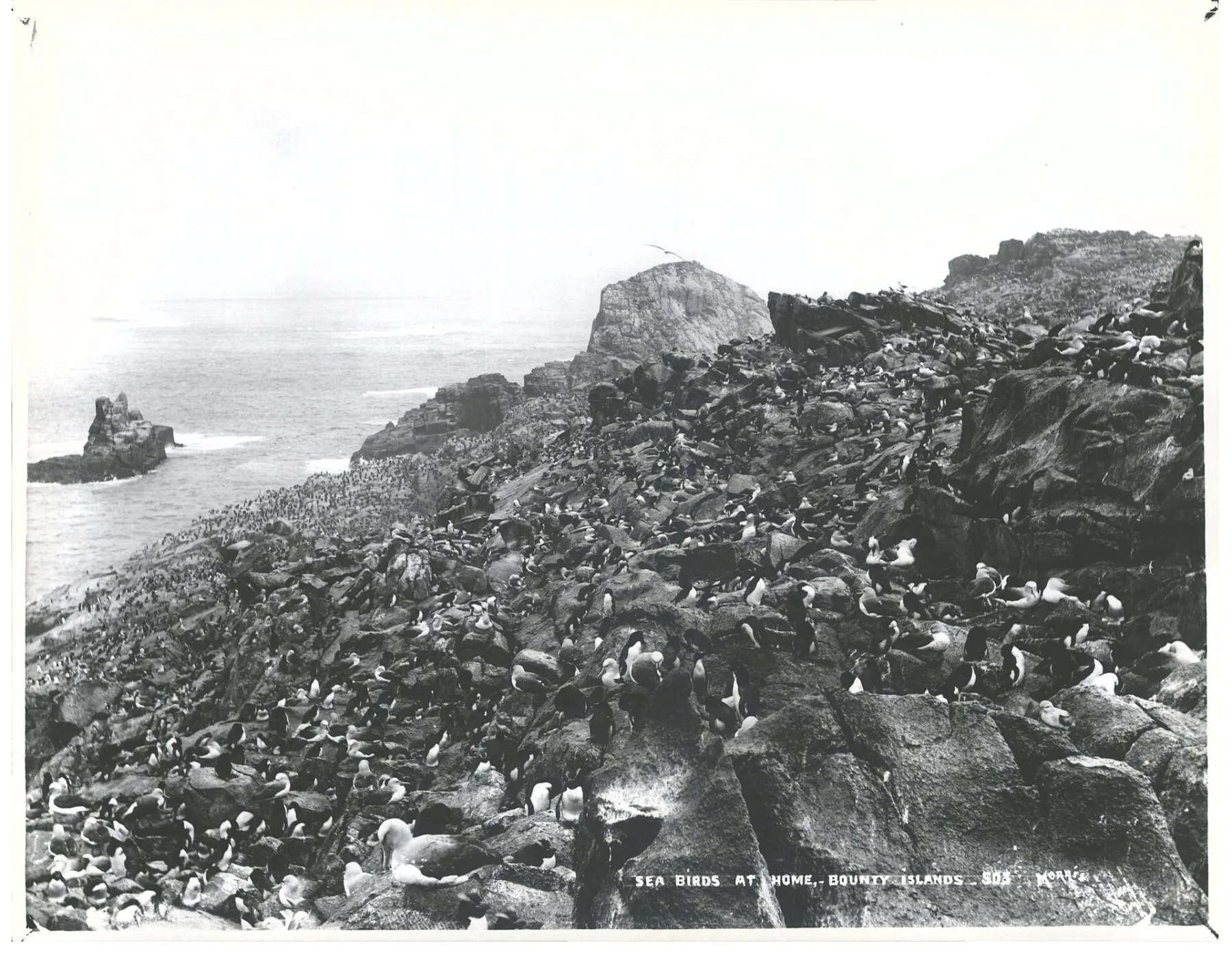 Dichte kolonie zeevogels op de rotsige flanken van Depot Island, Bountyeilanden, 1901 — de rotsen zijn letterlijk bedekt met broedende vogels tot aan de waterlijn
